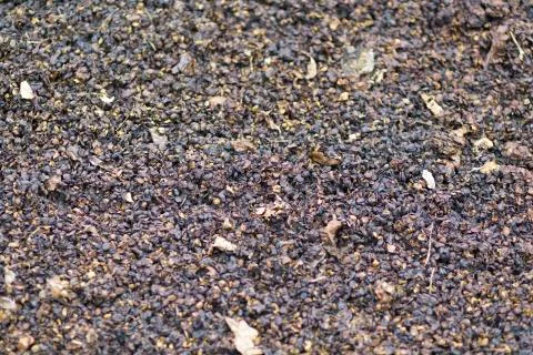 Rotten Fruit on ground Stock Photos
