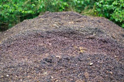 Rotten Fruit on ground Stock Photos