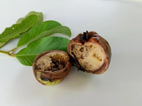 Rotten fruit guava, cut in half, on a white background. Stock Photos