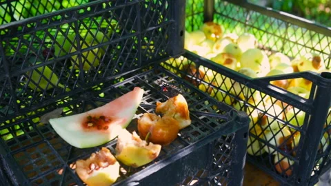 Rotten fruit in plastic containers stand in the shade of a tree. Medium shot, su Stock Footage 95645038