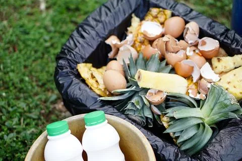 Rotten garbage from kitchen to be made compost by fermitting. Stock Photos