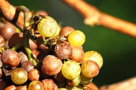 Rotten grapes Foto stock