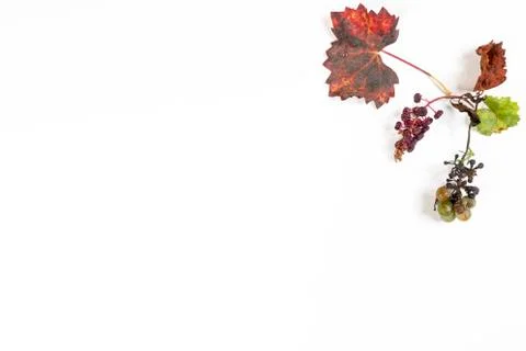 Rotten grapes Stock Photos