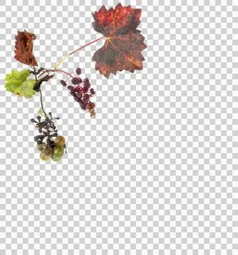 Rotten grapes Photos
