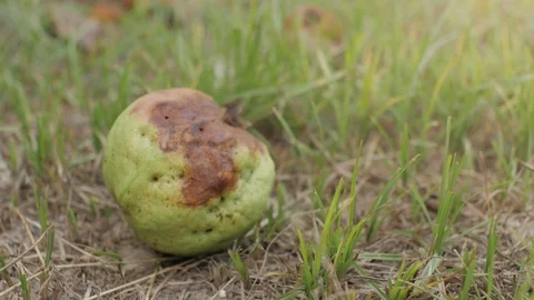 Rotten Guava fruit on ground, damage from the garden Stock Footage 104925170