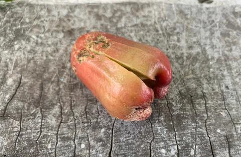 Rotten guava Stock Photos