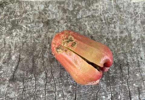 Rotten guava Stock Photos