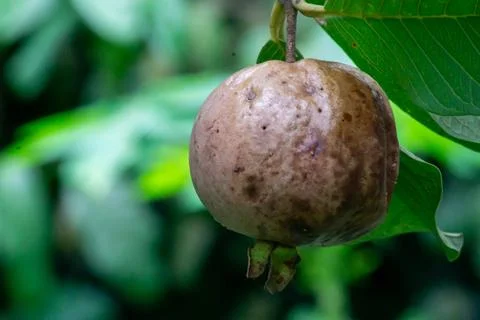Rotten guava on the tree Stock Photos