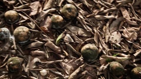 Rotten Harvest Video stock 299654955