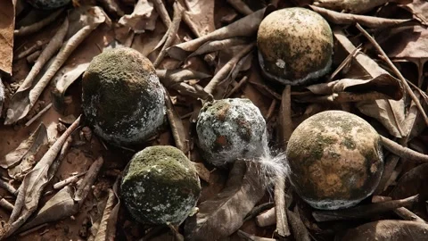 Rotten Harvest Video stock 299654989