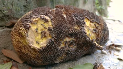Rotten jackfruit Stock Footage 146101277