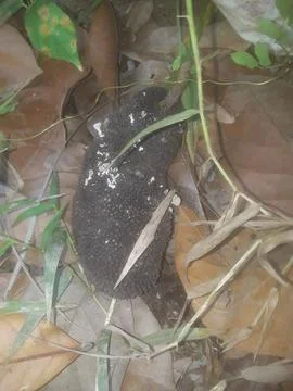 Rotten jackfruit Stock Photos