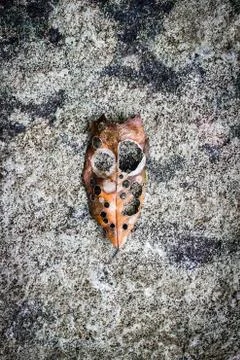 Rotten leaf fall 写真素材