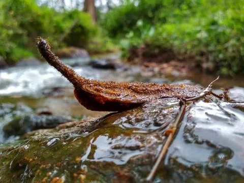 A rotten leaf kicking on the bank of a stream Stock Photos