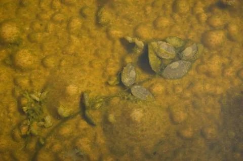 Rotten leaves 스톡 사진