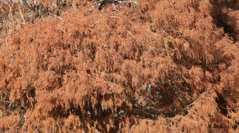 Rotten Leaves Tree Stock Footage 720966