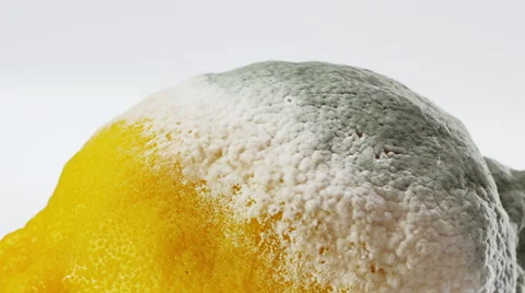 Rotten lemon covered with mold rotating over white Video stock 60852651