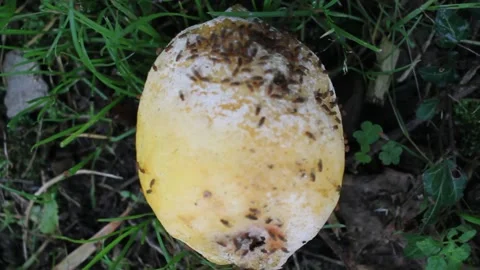 Rotten lemon on the ground Stock Footage 266840469