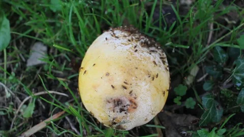 Rotten lemon on the ground full of insects Stock Footage 266840465