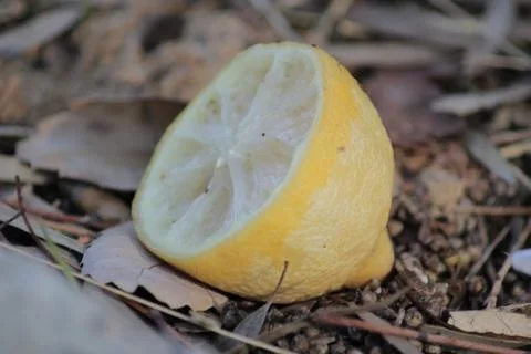 Rotten lemon Stock-Fotos