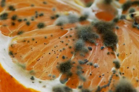 The rotten lemon 库存照片