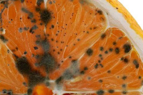 The rotten lemon Stockfoto's