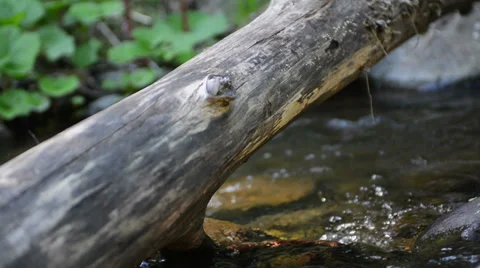 Rotten log creek tracking Stock Footage 37798328