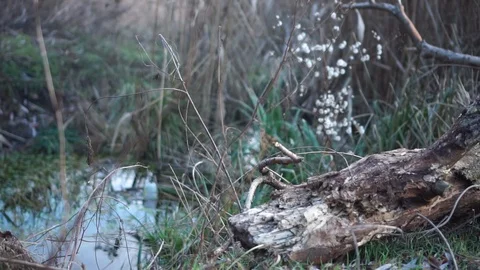Rotten log Stock Footage 121106463