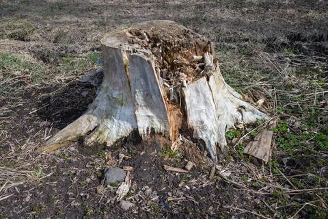 Rotten Log in Forest Stock Photos