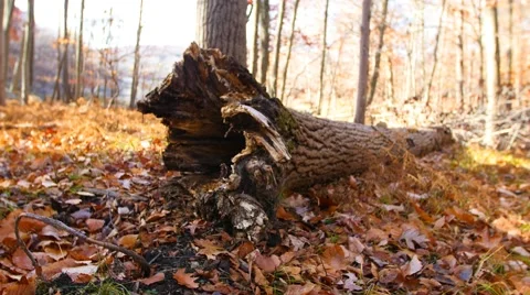 A rotten log has fallen and lies on the floor. 4K. UHD. Stock Footage 43496795