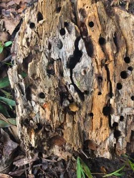 Rotten log 스톡 사진