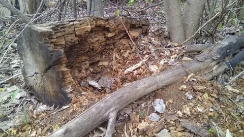 Rotten log Stock Photos