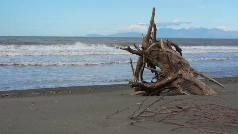Rotten Log Stuck in the Beach Sand Carved by Wind Into a Meaningful Abstract 스톡 동영상 331144175