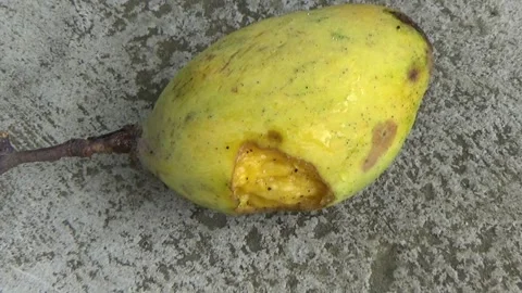 Rotten mango.. Stock Photo