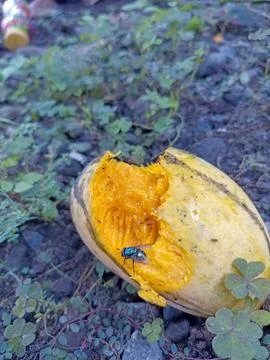 Rotten mango Stock Photos