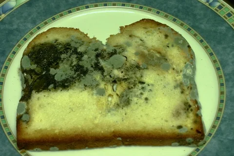 Rotten moldy bread. Timelapse Stock Footage 108945411