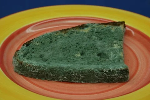 Rotten moldy bread. Timelapse Video stock 108958209