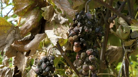 Rotten moldy grapes. Stockbeeldmateriaal 98640506