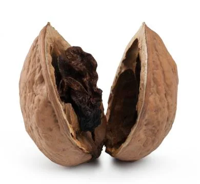 Rotten Nut. Isolated with clipping path Stock-Fotos