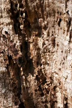 Rotten oak tree trunk Foto stock