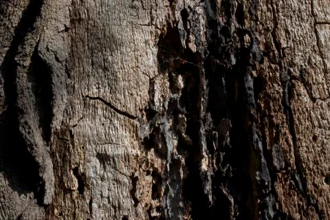 Rotten oak tree trunk Stock Photos