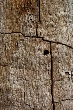 Rotten oak tree trunk Foto stock