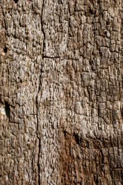 Rotten oak tree trunk Stock Photos