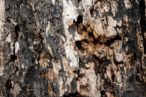 Rotten oak tree trunk Stock Photos