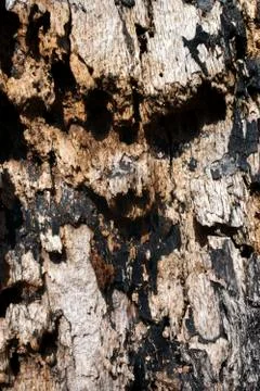 Rotten oak tree trunk Stock Photos