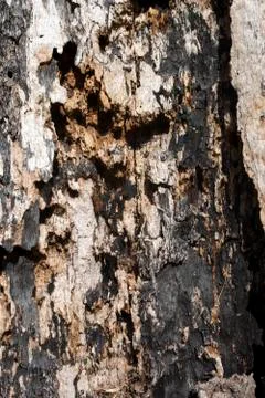 Rotten oak tree trunk Stock Photos
