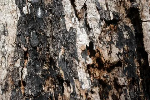 Rotten oak tree trunk Stock Photos
