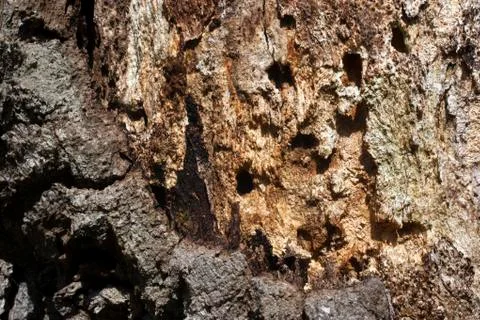 Rotten oak tree trunk Stock Photos