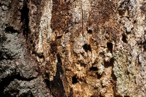 Rotten oak tree trunk Stock Photos