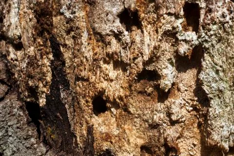 Rotten oak tree trunk Foto stock